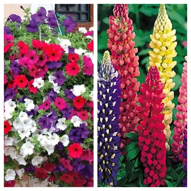 Petunia Mix & Lupine Mix Flower Seeds, Pack of 2