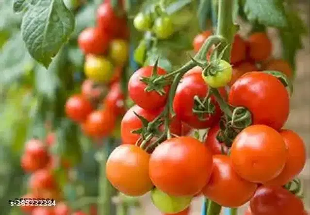 Tomato High Germination Vegetable Hybrid Seeds, Pack of 100