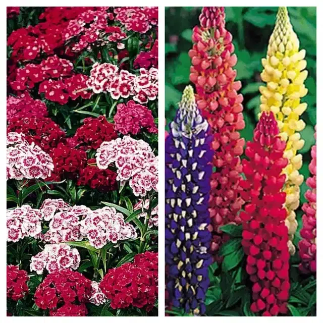 Sweet William & Lupine Mix Flower Seeds, Pack of 2