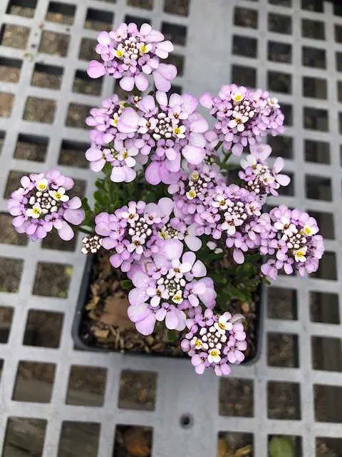 Recron Seeds of Candytuft Flower, Pack Of 30