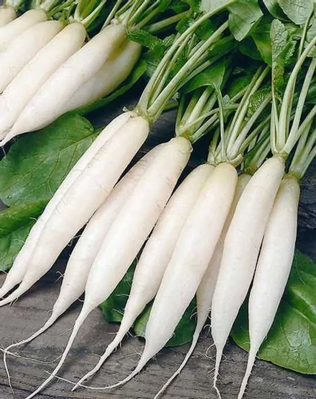 Recron Seeds of Radish, Pack Of 500