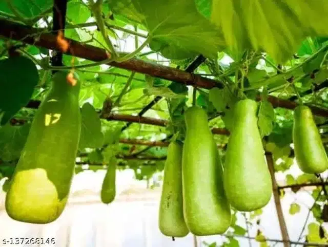 Green Bottle Dudhi Vegetable Seeds, Pack of 15
