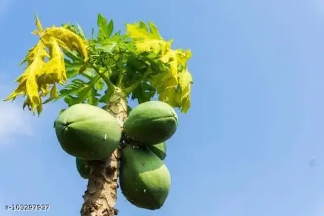 Hybrid Papaya Fruit Seeds, Pack of 50