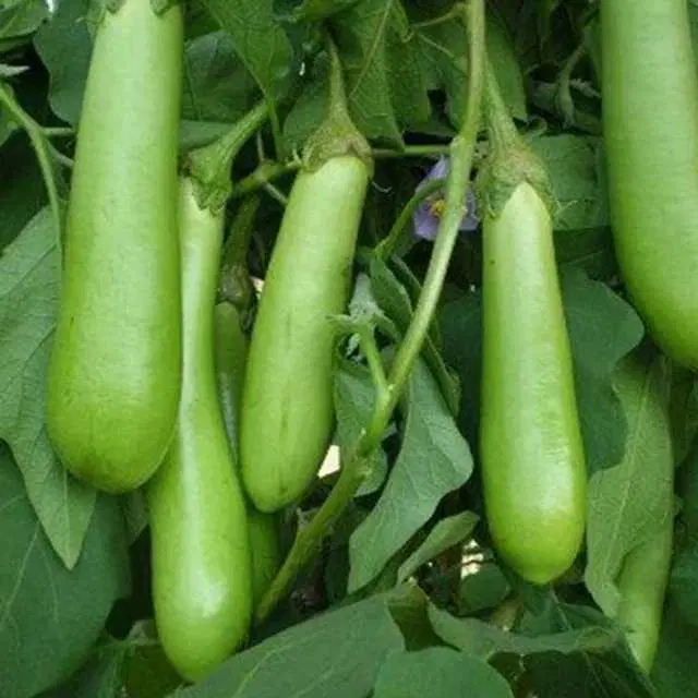 Green Long Brinjal Seeds, Pack Of 50