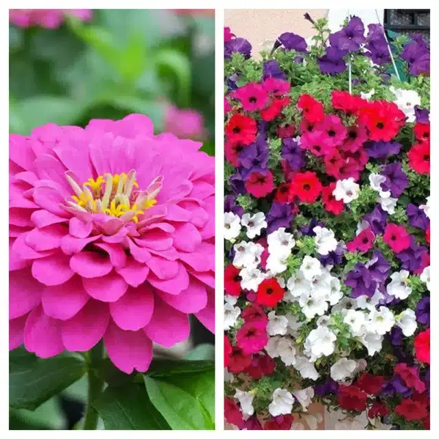 Zinnia Pink & Petunia Mix Flower Seeds, Pack of 2