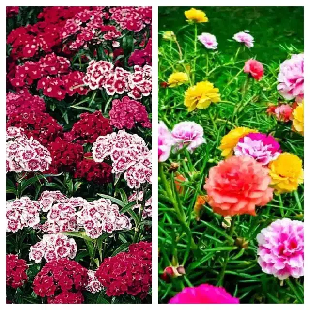 Sweet William & Portulaca Mix Flower Seeds, Pack of 2