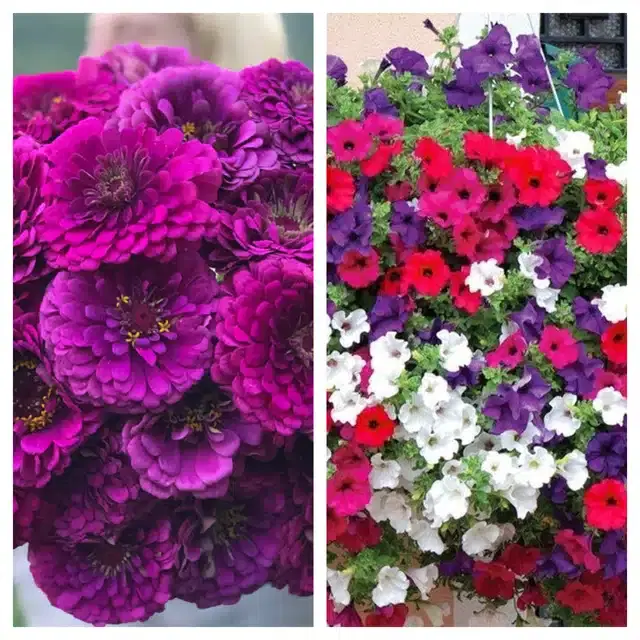 Zinnia Purple & Petunia Mix Flower Seeds, Pack of 2