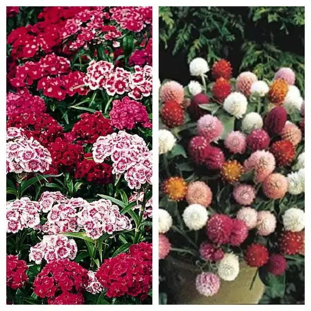 Sweet William & Gomphrena Mix Flower Seeds, Pack of 2