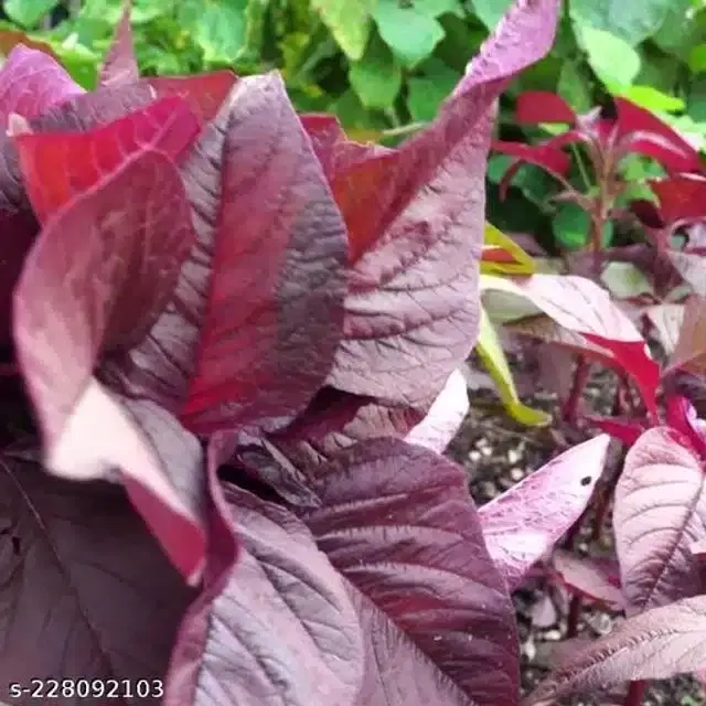 Amaranth Red Garnet Baby Leaf Seeds, Pack of 300