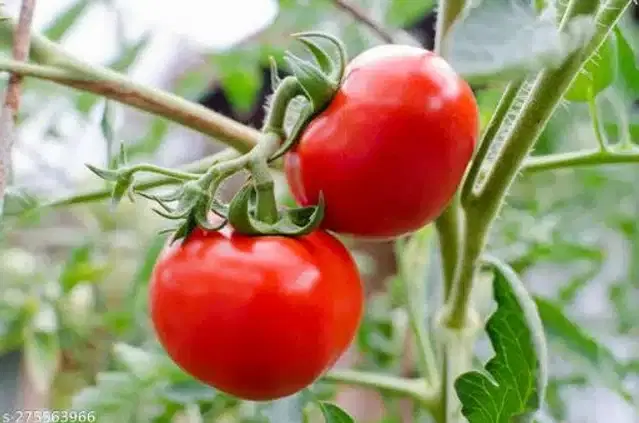 Tomato Red Hybrid Quality Vegetable Seeds, Pack of 50