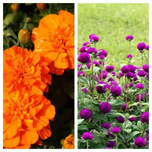 Marigold Orange & Gomphrena Purple Flower Seeds, Pack of 2
