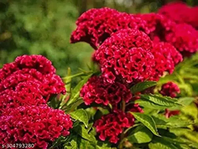 Cockscomb Red Flower Seeds, Pack of 30