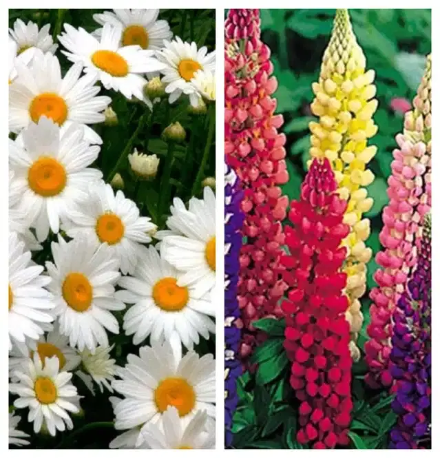 Daisy Mix & Lupine Mix Flower Seeds, Pack of 2