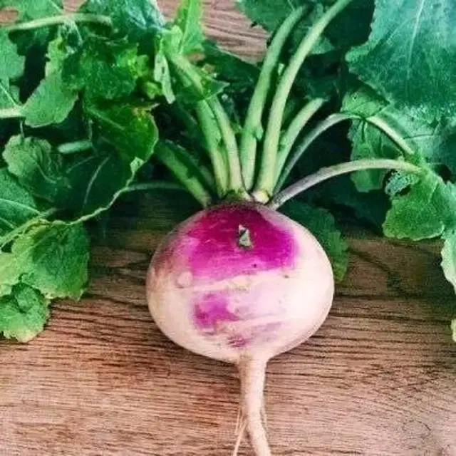 Jignisha Seeds Turnip Seeds, Purple, Pack of 50