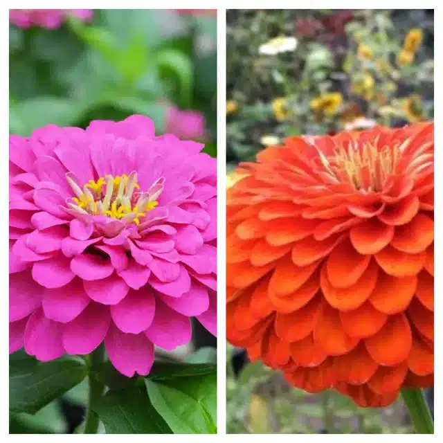 Zinnia Pink & Zinnia Orange Flower Seeds, Pack of 2
