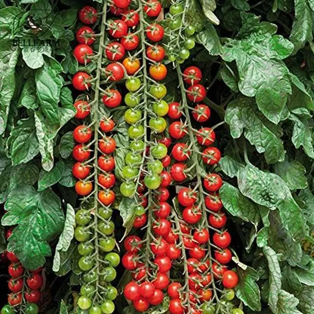 Recron Seeds of Hybrid Tomatoes, Pack Of 50