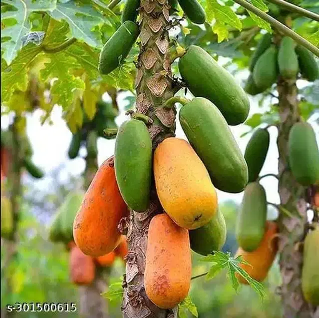 Red Lady Papaya Hybrid Fruit Seeds, Pack of 25