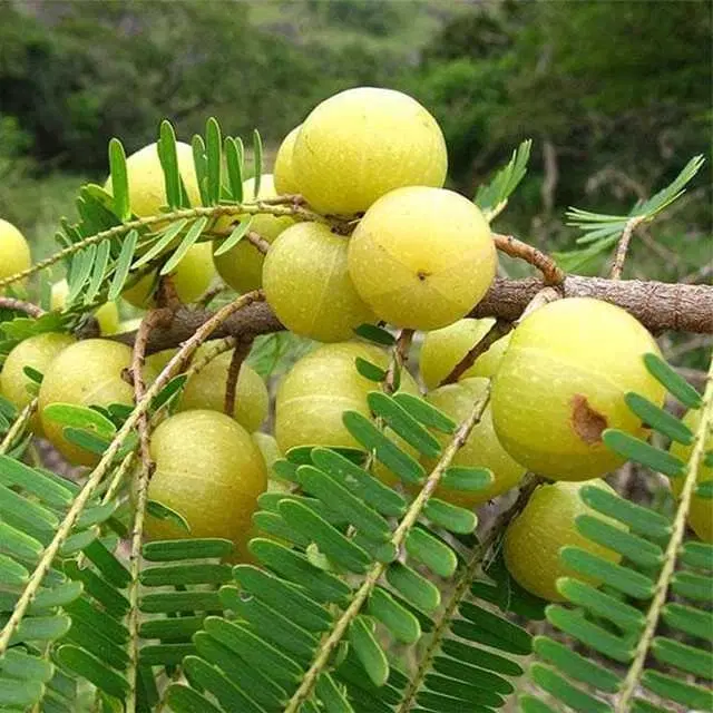 Recron Seeds of Hybrid Amla, Pack Of 30