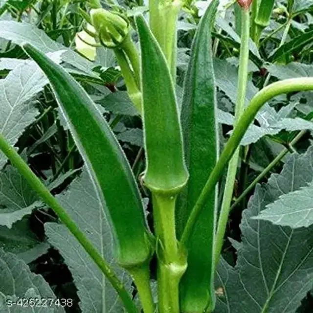 Desi Bhindi 50 Pcs Seeds, Set of 1