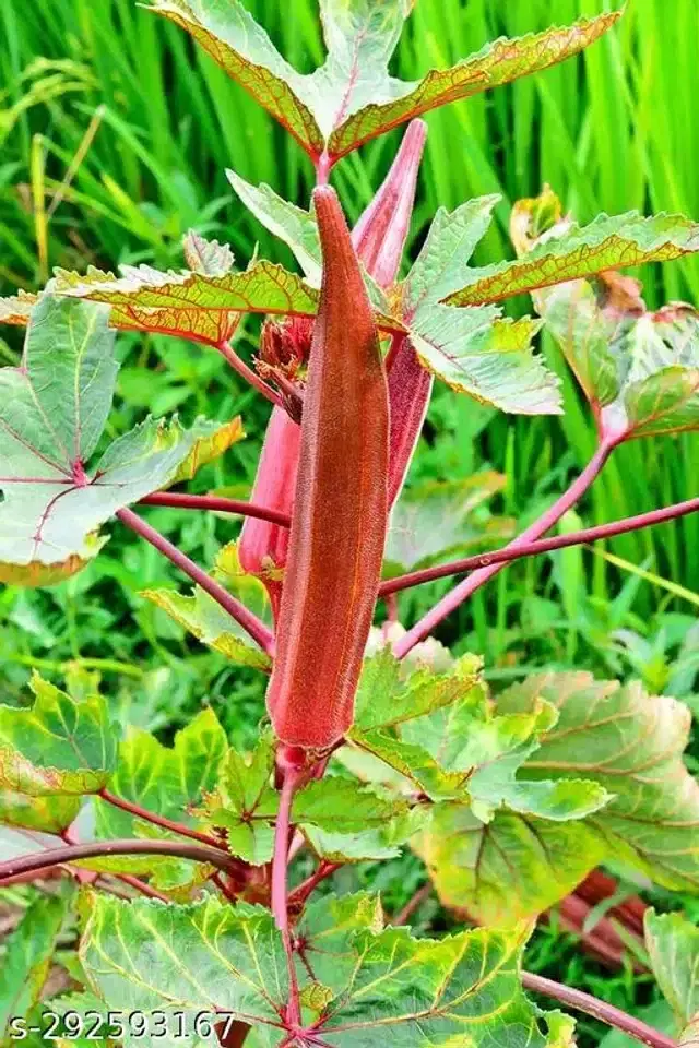 Red Okra Bhindi Lady Finger Hybrid Vegetable Seeds, Pack of 30