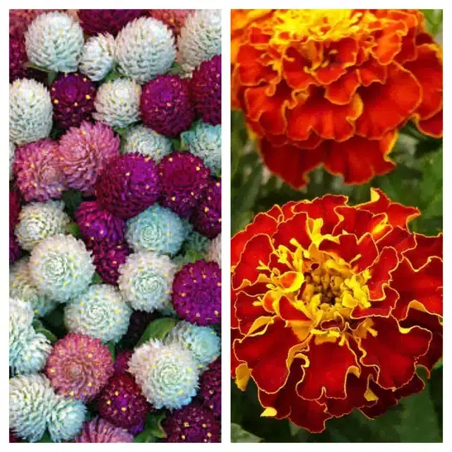 Gomphrena Mix & Marigold French Flower Seeds, Pack of 2