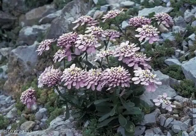 Candytuft Seeds, Pack of 30