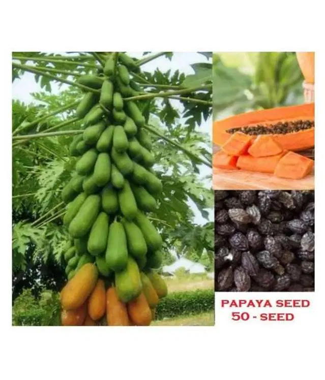 Seeds of Papaya Fruit, Pack Of 50