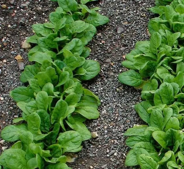 Seeds of Spinach Vegetable, Pack Of 200