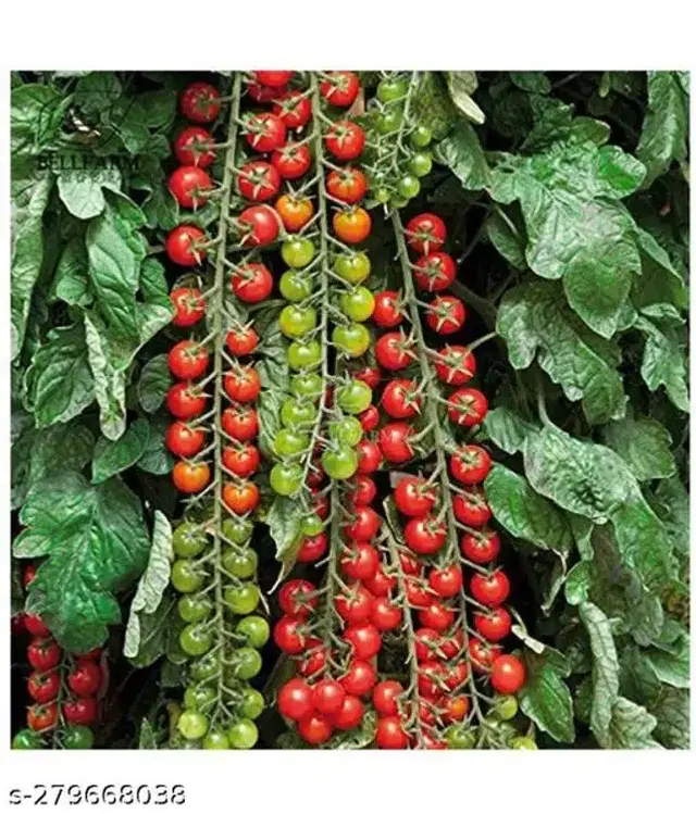 Red Ruby Cherry Tomato Vegetable Seeds, Pack of 50