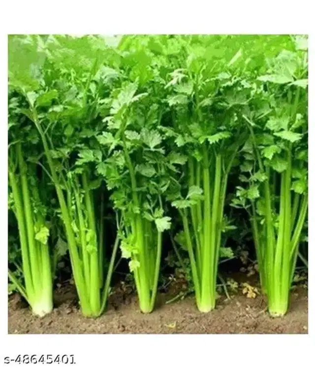 Coriander Vegetables Seeds, Pack of 100