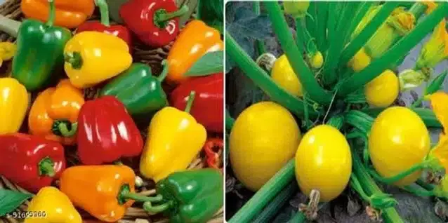 Seeds of Hybrid Round &Yellow Zucchini & Mini Red Bell Pepper Vegetable, Pack of 2