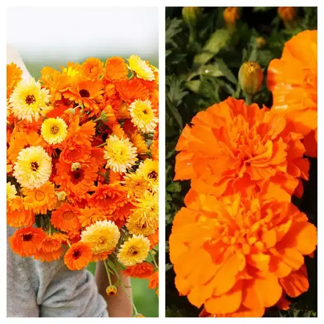 Calendula Mix & Marigold Orange Flower Seeds, Pack of 2