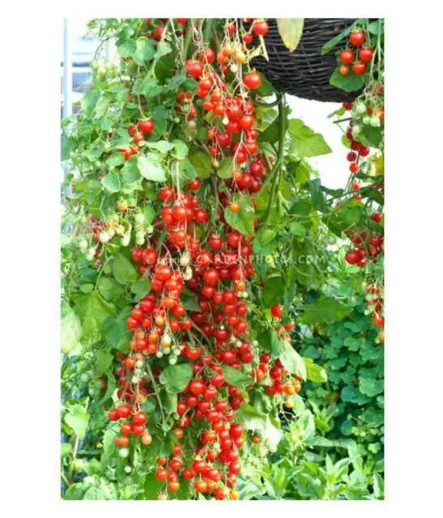 Seeds of Hybrid Tomatoes, Pack Of 50
