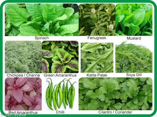 Aero Seeds 10 Variety Of Vegetable Seeds (Saag Special Combo Pack) With Instruction Manual.