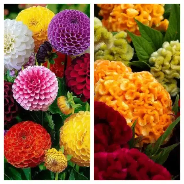 Dhalia Mix & Cosckscomb Mix Flower Seeds, Pack of 2