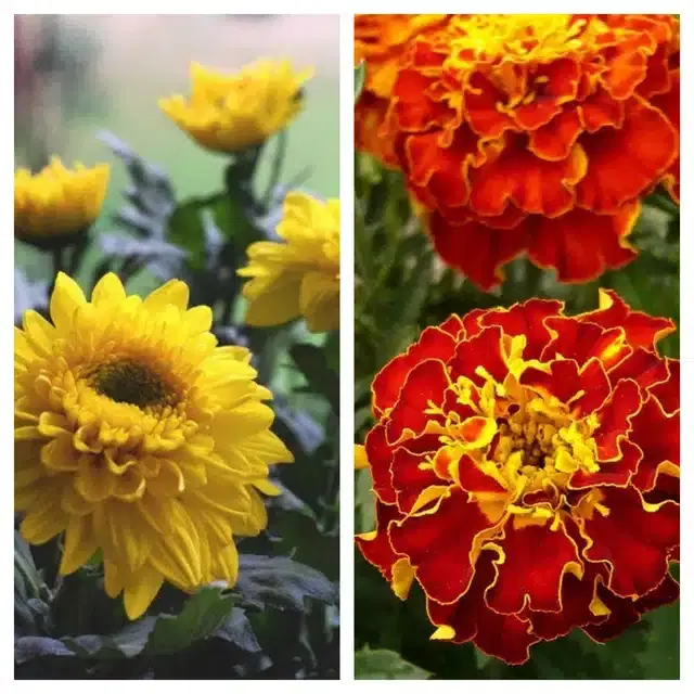 Chrysanthemum Yellow & Marigold French Flower Seeds, Pack of 2