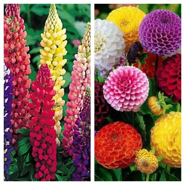 Lupine Mix & Dahlia Mix Flower Seeds, Pack of 2