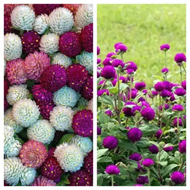 Gomphrena Mix & Gomphrena Purple Flower Seeds, Pack of 2