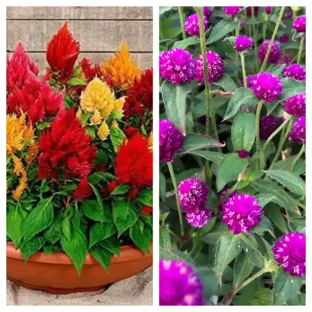Celosia Mix & Gomphrena Purple Flower Seeds, Pack of 2