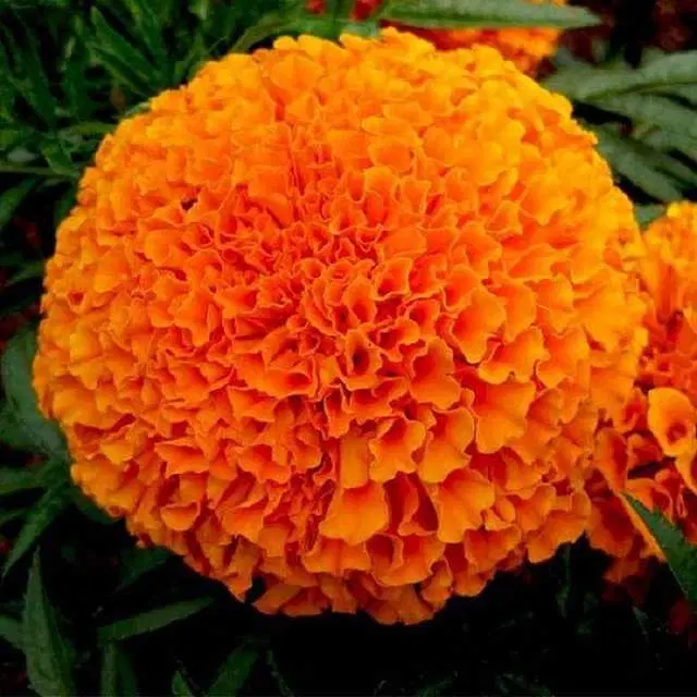 Recron Seeds of Marigold/ Genda Fool, Pack Of 50
