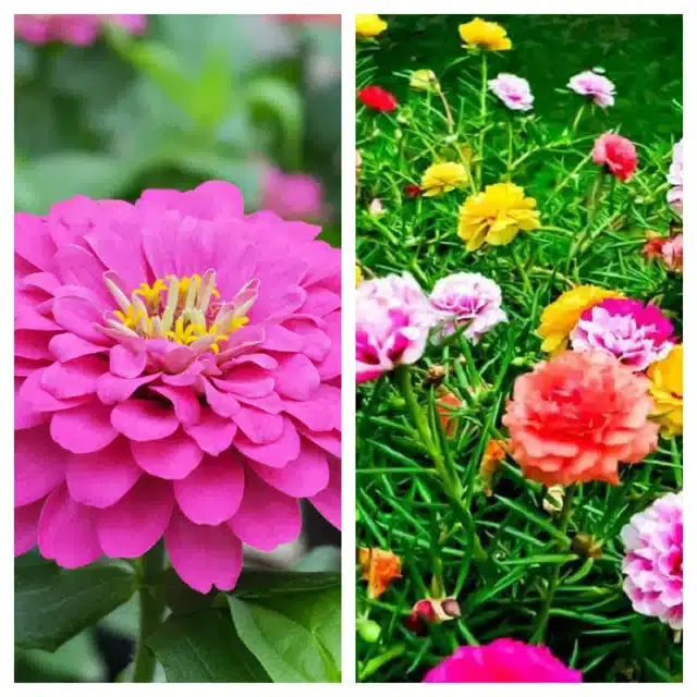 Zinnia Pink & Portulaca Mix Flower Seeds, Pack of 2