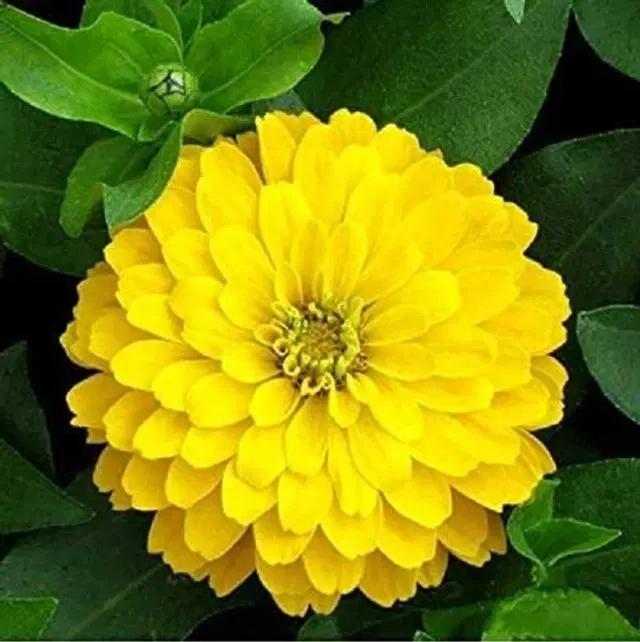 Recron Seeds of Hybrid Zinnia F1 Elegans, Pack Of 30