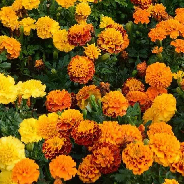 Recron Seeds of Hybrid Mafrican Dwarf Marigold Mix, Pack Of 50