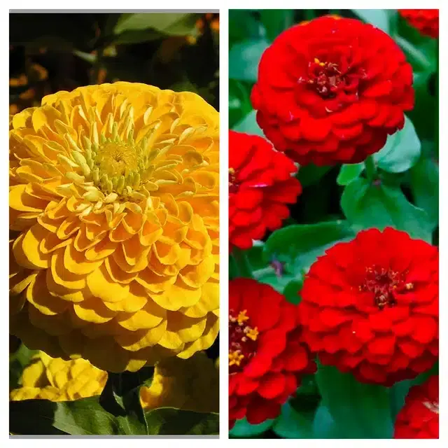 Zinnia Yellow & Zinnia Red Flower Seeds, Pack of 2