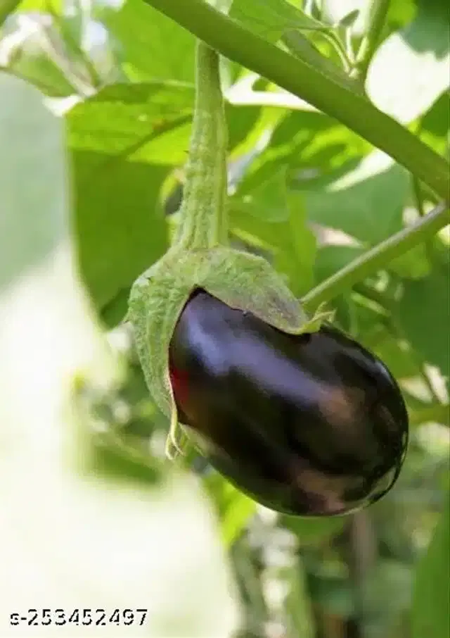 Organic Vegetable Seeds, Pack of 50