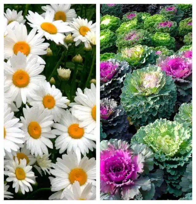Daisy Mix & Flowering Kale Flower Seeds, Pack of 2