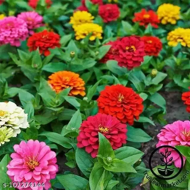 Dahlia Mixed Color Flower Seeds, Pack of 20