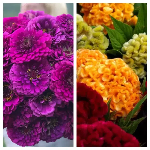 Zinnia Purple & Cockscomb Mix Flower Seeds, Pack of 2