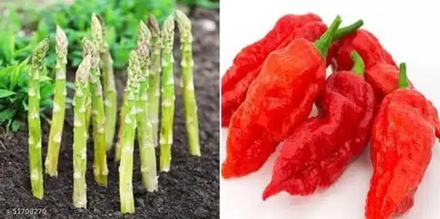 Seeds of Hybrid Chilli Hot Pepper & Asparagus Uc 207 Vegetables, Pack of 2