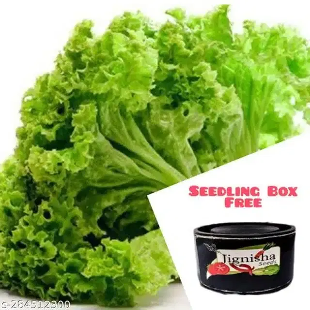 Green Lettuce Iceberg Vegetable Seeds, Pack of 100